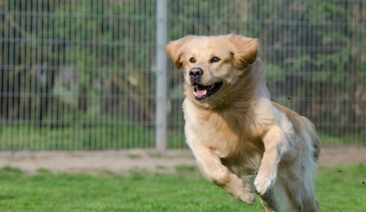V libereckém útulku Archa letos zrekonstruují venkovní výběhy