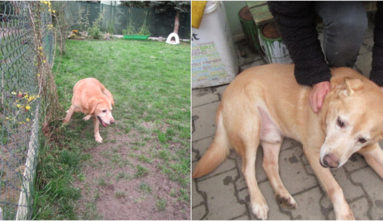 Patnáctiletý labrador živořil v malém kotci bez jídla a vody, své dny dožije v útulku