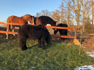 Příběh starého a týraného poníka Hyumpeho má šťastný konec, nový domov našel u zkušené chovatelky