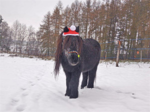 Příběh starého a týraného poníka Hyumpeho má šťastný konec, nový domov našel u zkušené chovatelky