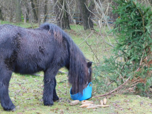 Příběh starého a týraného poníka Hyumpeho má šťastný konec, nový domov našel u zkušené chovatelky