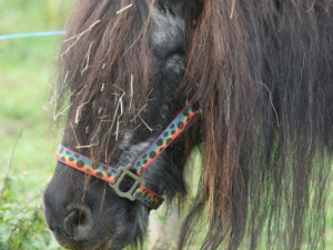 Příběh starého a týraného poníka Hyumpeho má šťastný konec, nový domov našel u zkušené chovatelky