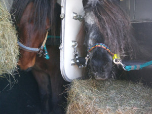 Příběh starého a týraného poníka Hyumpeho má šťastný konec, nový domov našel u zkušené chovatelky
