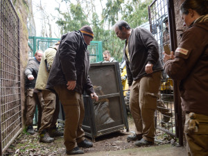 Rošádu samců tygrů ussurijských provedla pražská zoo s plzeňskou. Cílem je získat mláďata těchto ohrožených šelem