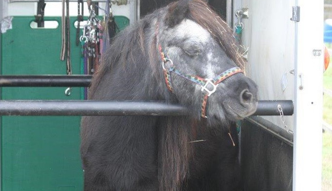 Příběh starého a týraného poníka Hyumpeho má šťastný konec, nový domov našel u zkušené chovatelky