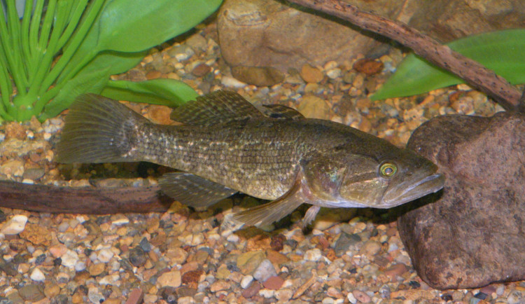 Hlavačkovec Glenův se teď objevil na Plzeňsku