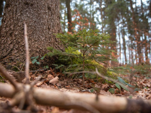 V Brdech začal projekt přeměny rozsáhlých ploch monokultur na pestré lesy