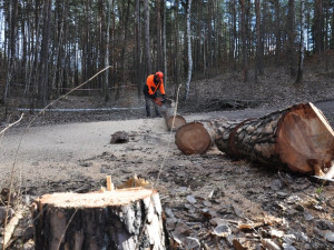Pozor na procházky v lese na Valše a Nové Hospodě, lesníci tam vykácí přestárlé porosty