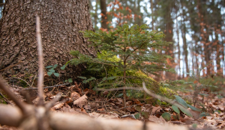 V Brdech začal projekt přeměny rozsáhlých ploch monokultur na pestré lesy