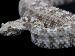 Naprostým unikátem se pyšní plzeňská zoo, jediná na světě chová vzácnou zmiji s pavoukem na ocasu