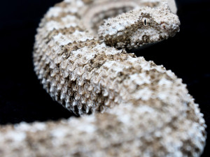 Plzeňská zoo se pyšní dalším unikátem, jediná na světě chová vzácnou zmiji pavoučí