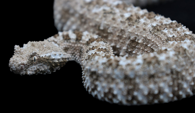 Plzeňská zoo se pyšní dalším unikátem, jediná na světě chová vzácnou zmiji pavoučí