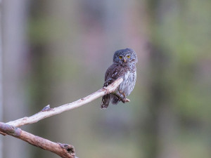 Za houkáním sov se vydá výprava do nočních brdských lesů