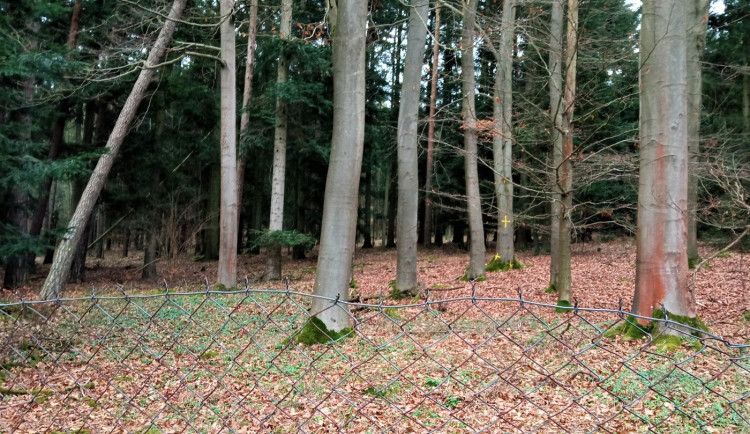 Vybrané stromy v těsné blízkosti slavné Americké zahrady se pokácí. Zastiňují vzácné dřeviny v arboretu