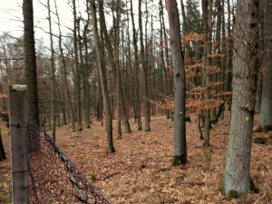 Vybrané stromy v těsné blízkosti slavné Americké zahrady se pokácí. Zastiňují vzácné dřeviny v arboretu