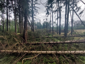Rekordní kácení i zalesňování zažívají lesy v okolí Rokycan. Opravují se i těžbou poničené lesní cesty