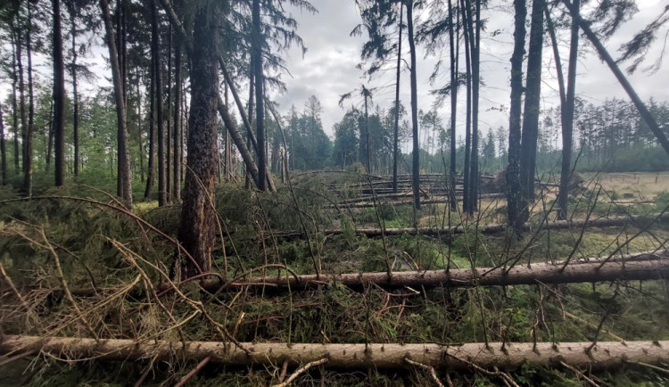 Za rekordní těžbou dřeva je kůrovcová kalamita a silné vichřice
