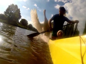 Útok obrovského labuťáka na loď vypadá děsivě