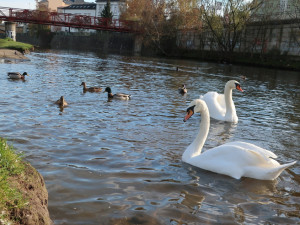 Obávaný Trenér a postrach kanoistů se vrátil. Zatím ztroskotaly všechny pokusy o odchyt agresivního labuťáka