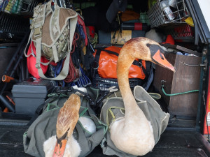 Loňský přesun známého labutího páru