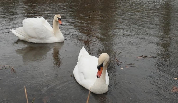 Obávaný Trenér a postrach kanoistů se vrátil. Zatím ztroskotaly všechny pokusy o odchyt agresivního labuťáka