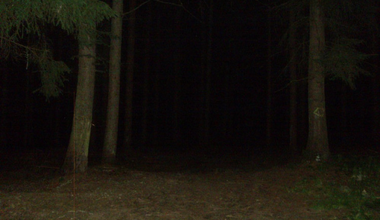 Žena chtěla v lese na Proseči ukončit svůj život, pak si to ale rozmyslela