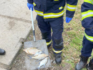 Pod hrází přehrady plavaly desítky mrtvých ryb, odborníci z laboratoře sbírají vzorky vody