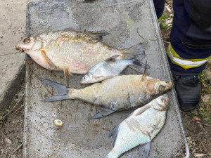 Pod hrází přehrady plavaly desítky mrtvých ryb, odborníci z laboratoře sbírají vzorky vody