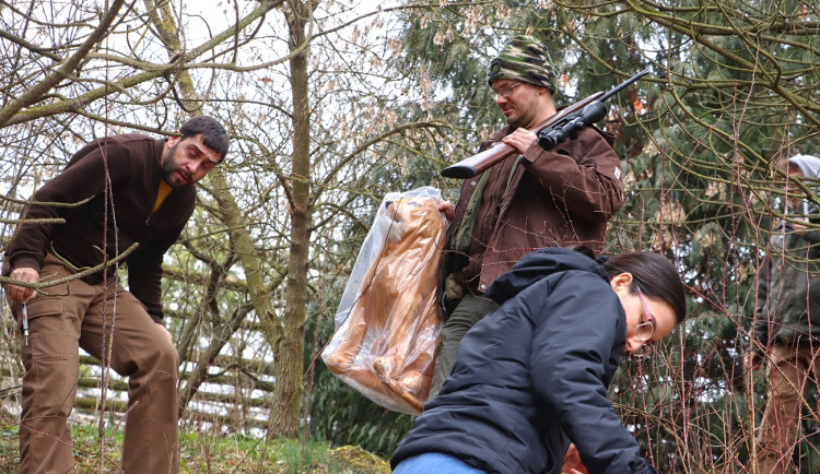 Pracovníci zoo hledali uprchlého lva, naštěstí šlo jen o cvičení a v křoví se schovával plyšák