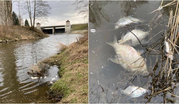 Pod hrází přehrady plavaly desítky mrtvých ryb, odborníci z laboratoře sbírají vzorky vody