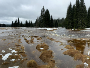 Silný déšť a tání sněhu rozvodní šumavské řeky, které se rozlijí ze svých koryt. Vydatně pršet tam má do čtvrtka