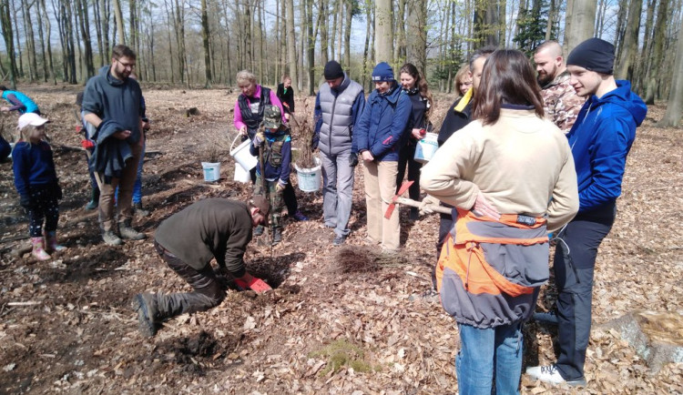 Plzeňané se mohou zapojit do obnovy lesa a vysadit si v arboretu Sofronka svůj stromek