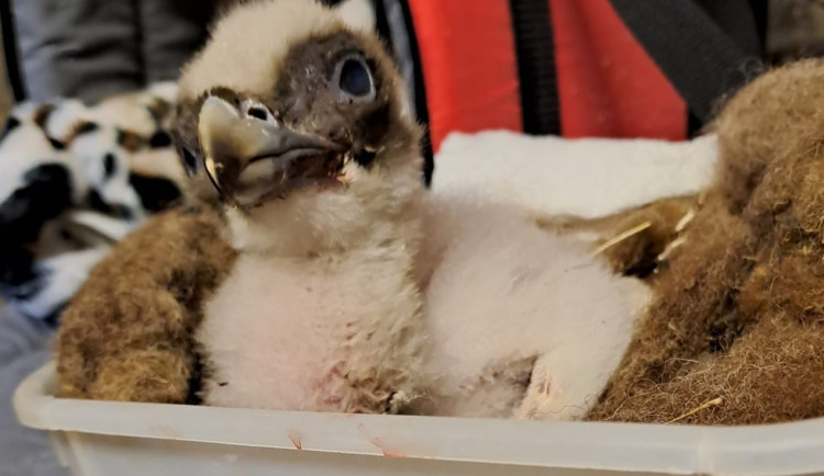 Liberečtí orlosupi se stali pěstouny mláďat z Rakouska a Ostravy