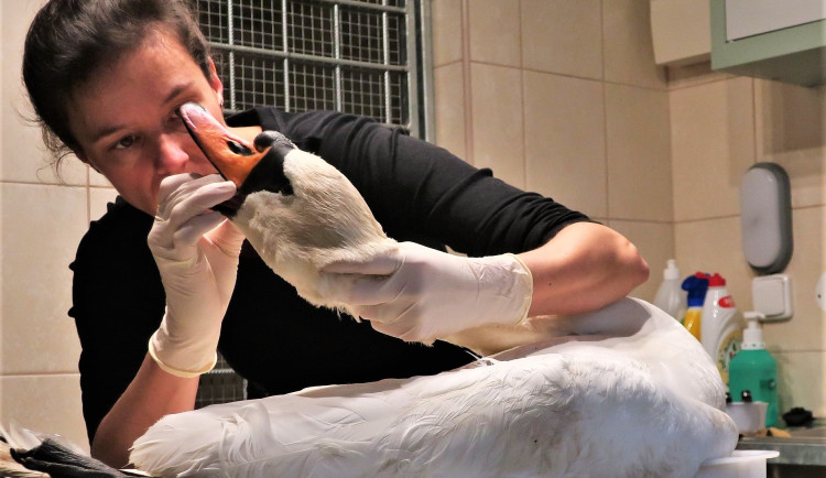 Pitva prokázala příčinu smrti labutě Trudy. Narazila do elektrického vedení a následně se zřítila na zem