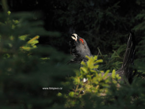 Tokající tetřev na Šumavě