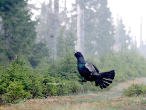 Tokající tetřev na Šumavě