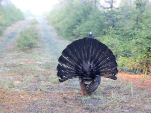 Tokající tetřev na Šumavě
