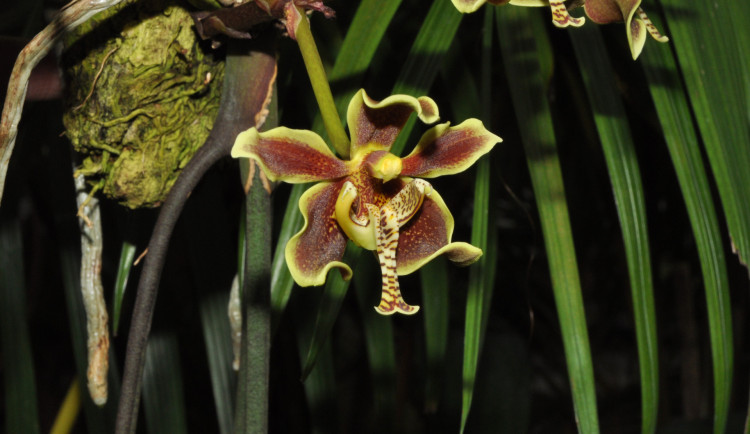 Každá rostlina je jiná, říká kurátorka výstavy orchidejí Romana Rybková