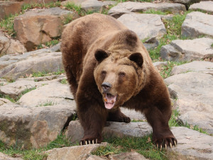 Po více než třech měsících zimního spánku se probudili v plzeňské zoo i slavní medvědi z filmových večerníčků