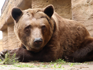 Medvědi v plzeňské zoo se probudili ze zimního spánku, prospali téměř tři a půl měsíce