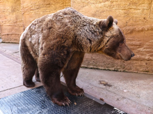Medvědi v plzeňské zoo se probudili ze zimního spánku, prospali téměř tři a půl měsíce