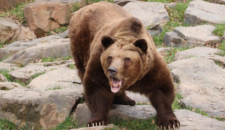 Medvědi v plzeňské zoo se probudili ze zimního spánku, prospali téměř tři a půl měsíce