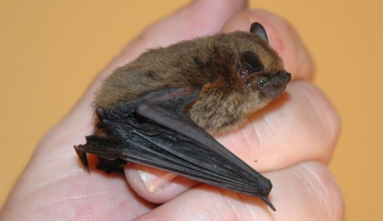 Netopýři, kteří přečkali zimu v záchranné stanici, odlétli zpět do přírody