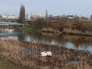 Nervozita stoupá, stále se nedaří odchytit agresivního labuťáka s partnerkou. Ztroskotaly všechny pokusy
