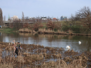Nervozita stoupá, stále se nedaří odchytit agresivního labuťáka s partnerkou. Ztroskotaly všechny pokusy