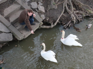 Nervozita stoupá, stále se nedaří odchytit agresivního labuťáka s partnerkou. Ztroskotaly všechny pokusy
