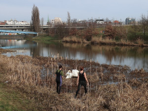 Nervozita stoupá, stále se nedaří odchytit agresivního labuťáka s partnerkou. Ztroskotaly všechny pokusy