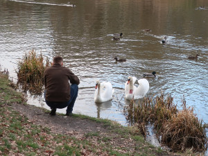 Nervozita stoupá, stále se nedaří odchytit agresivního labuťáka s partnerkou. Ztroskotaly všechny pokusy