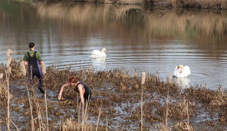 Nervozita stoupá, stále se nedaří odchytit agresivního labuťáka s partnerkou. Ztroskotaly všechny pokusy