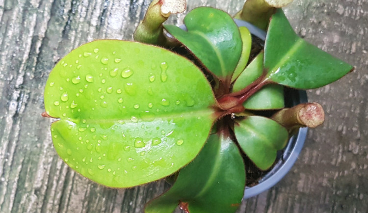 Botanická zahrada získala kriticky ohroženou masožravku. Pěstitelé se pokusí druh zachránit